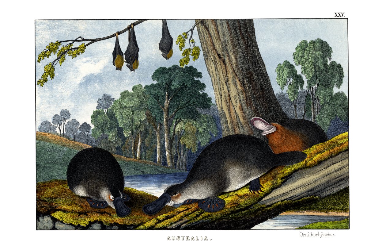 Platypus de bico de pato de English School