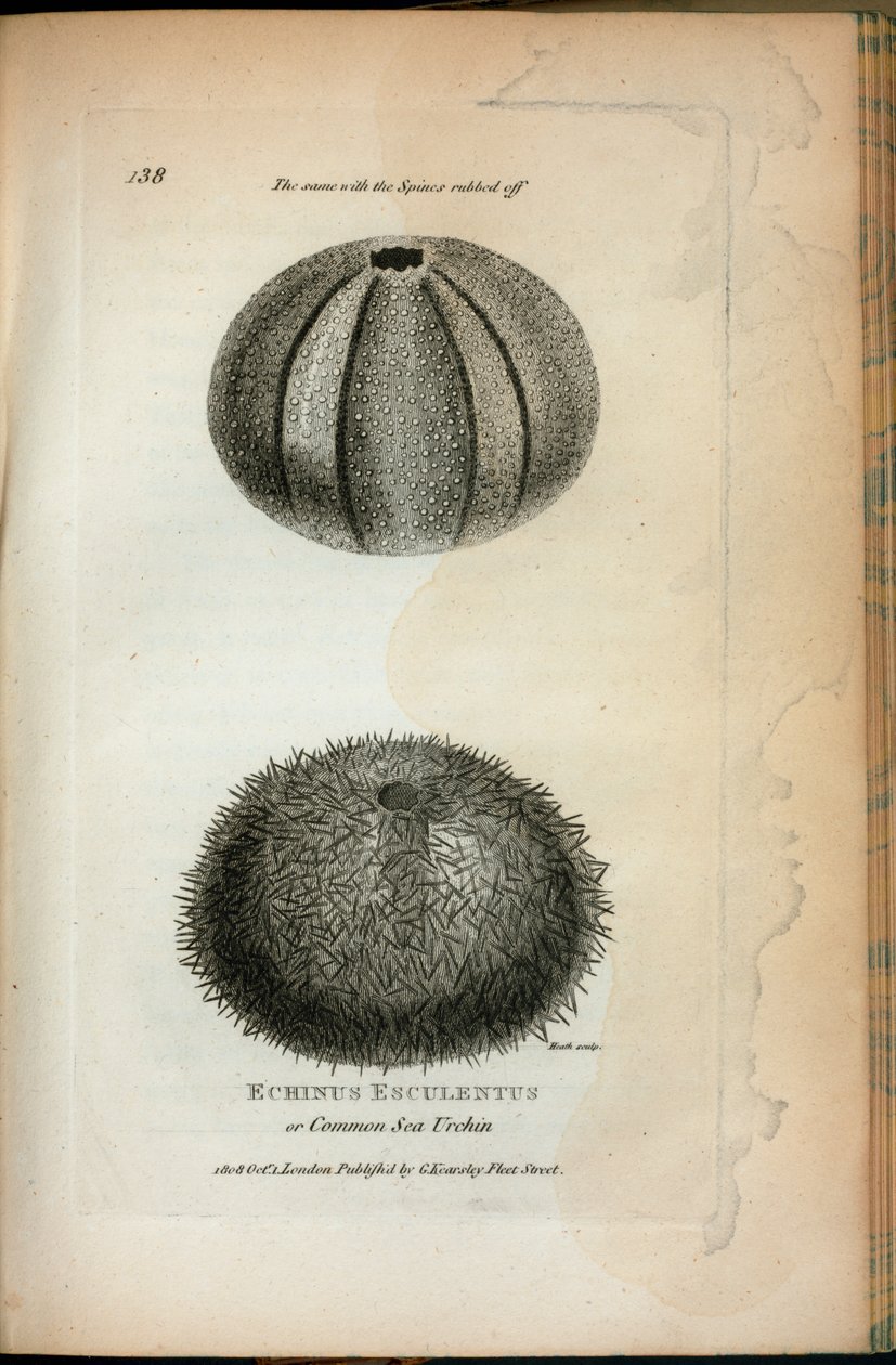 Echinus Esculentus ou ouriço-do-mar comum; O mesmo com os espinhos esfregados, de "Palestras Zoológicas proferidas na instituição real nos anos 1806 e 1807" por George Shaw de English School