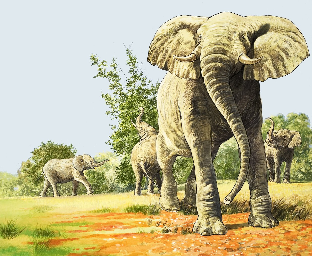 Elefantes de África, ilustração de "O País das Maravilhas da Natureza de English School