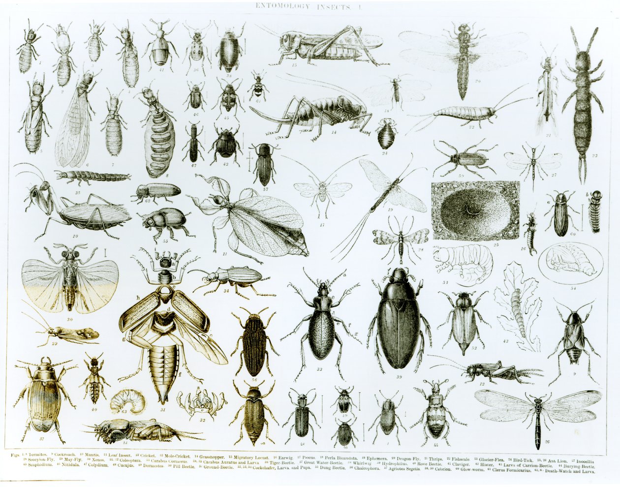 Insetos da entomologia (litho) (foto do bw) de English School
