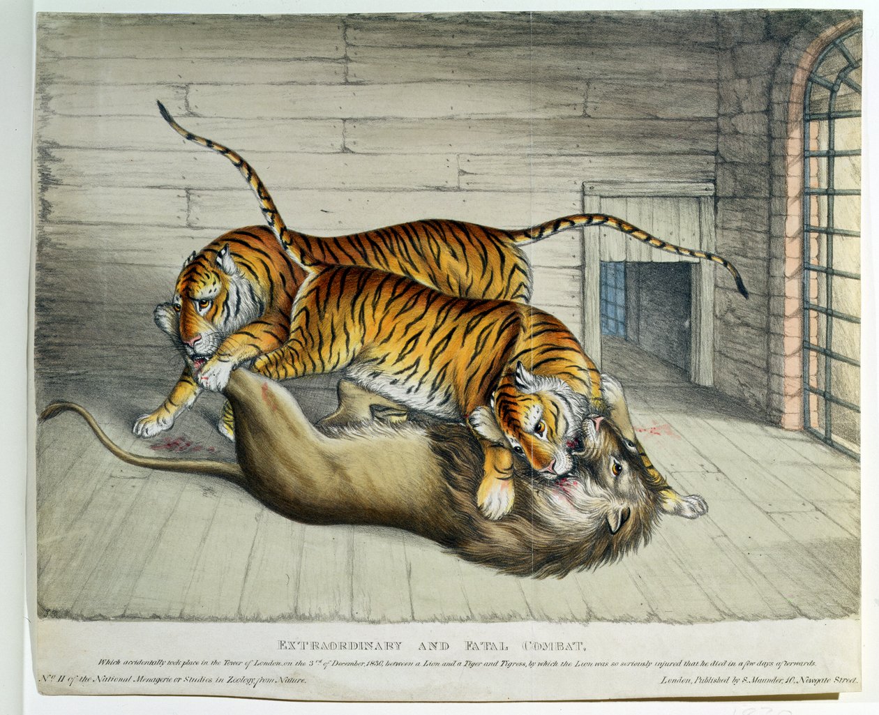 Combate Extraordinário e Fatal, 1830 (lito colorido) de English School