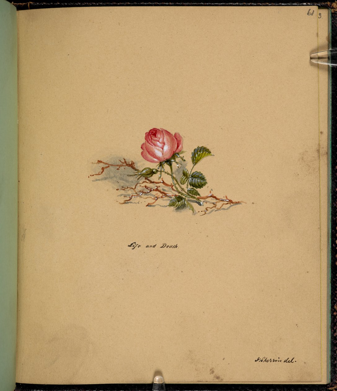 F. 61: Uma rosa, Vida e morte, de um "Sketch book with scenes from Charles Dickens stories" (lápis e aguarela sobre papel) de English School