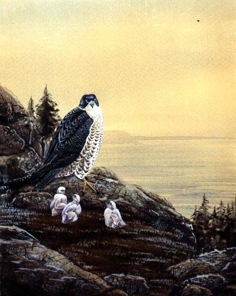 Falcão com seus pintos, c.1890 (aquarela sobre papel) de English School