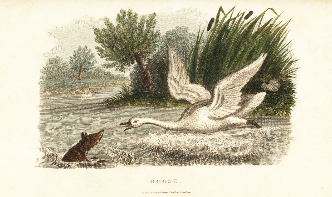 Fêmea cisne a afogar uma raposa para proteger o seu ninho de English School
