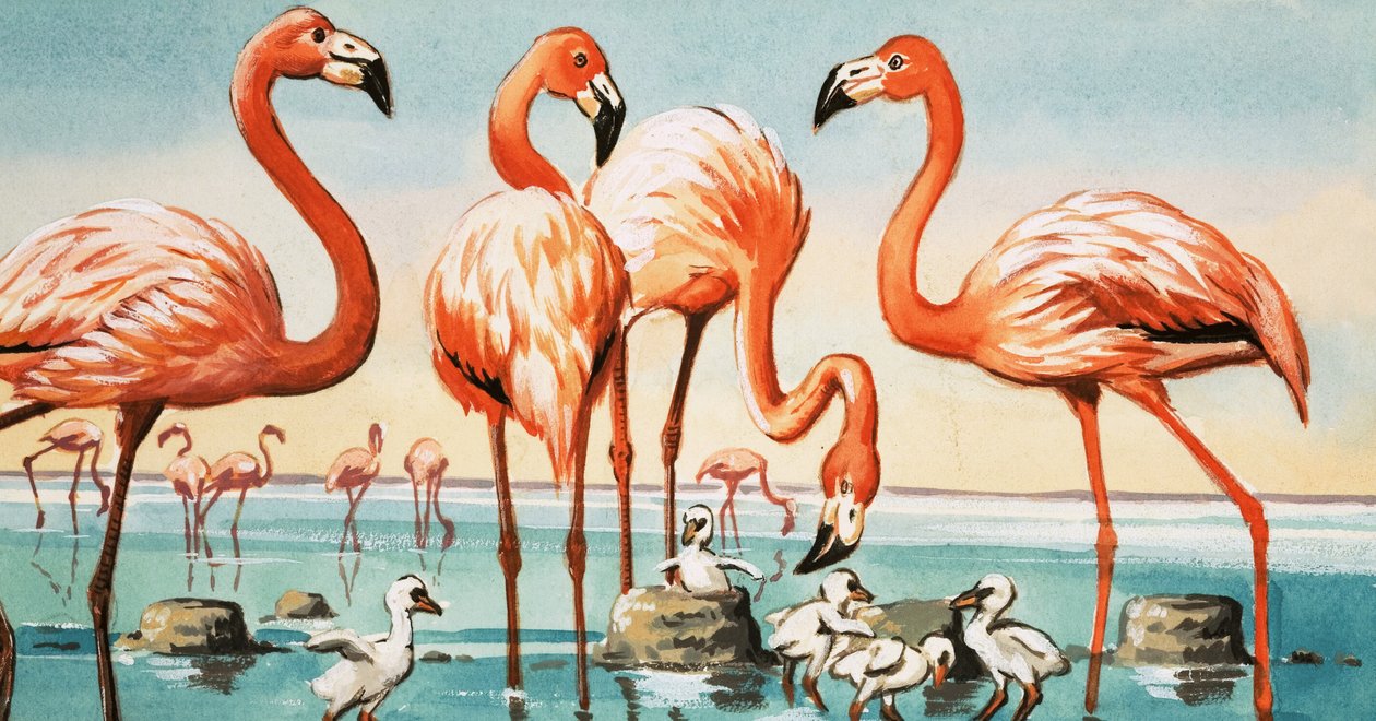 Flamingos de English School