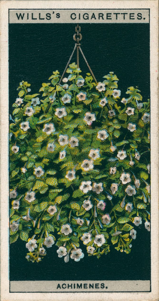 Floricultura em vaso: Achimenes (cromolitho) de English School