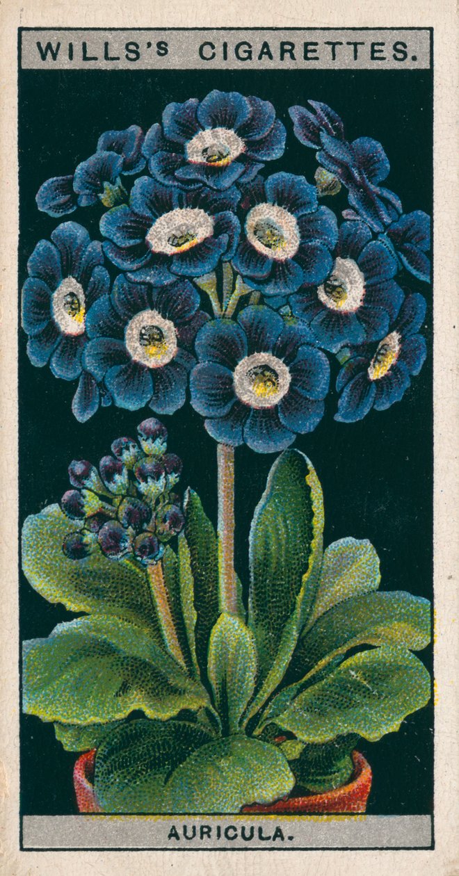 Floricultura em vaso: Auricula alpina (cromolitho) de English School