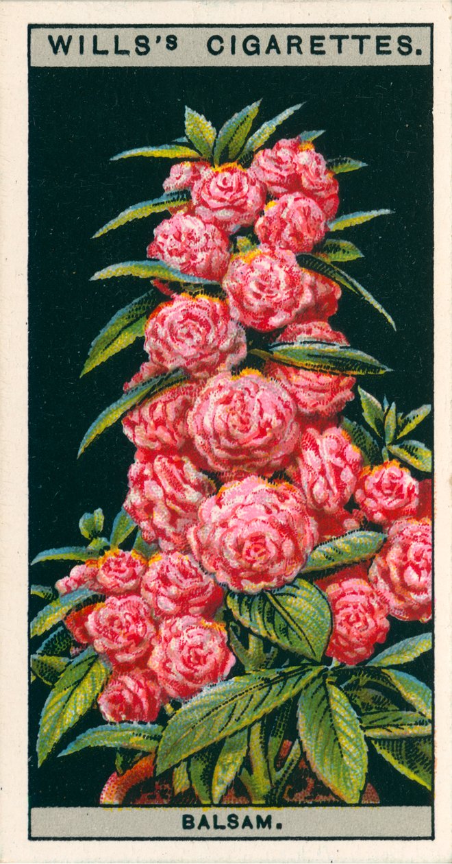 Floricultura em vaso: Bálsamo florido de camélia (cromolitho) de English School