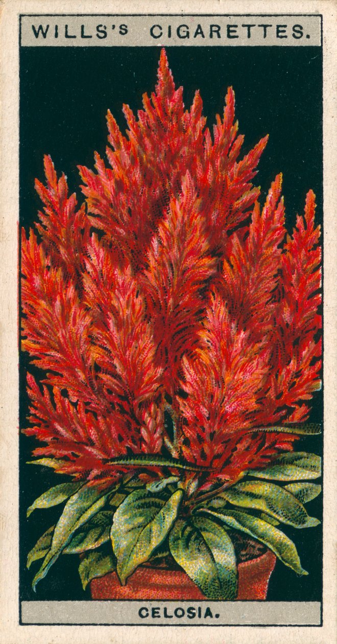 Floricultura em vaso: Celosia (cromolitho) de English School