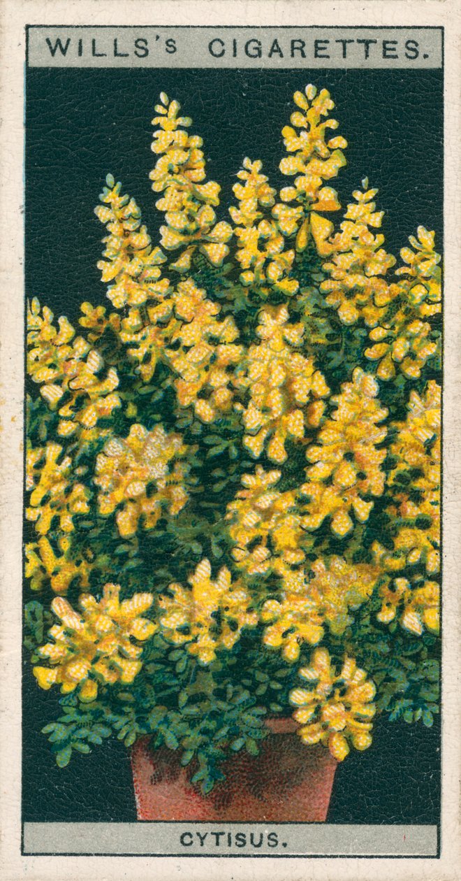 Floricultura em vaso: Cytisus ou Genista (cromolitho) de English School