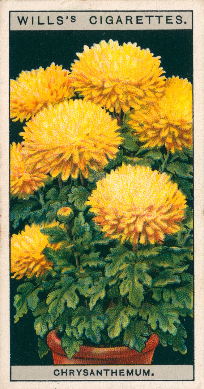 Floricultura em vaso: Crisântemo anão (chromolitho) de English School
