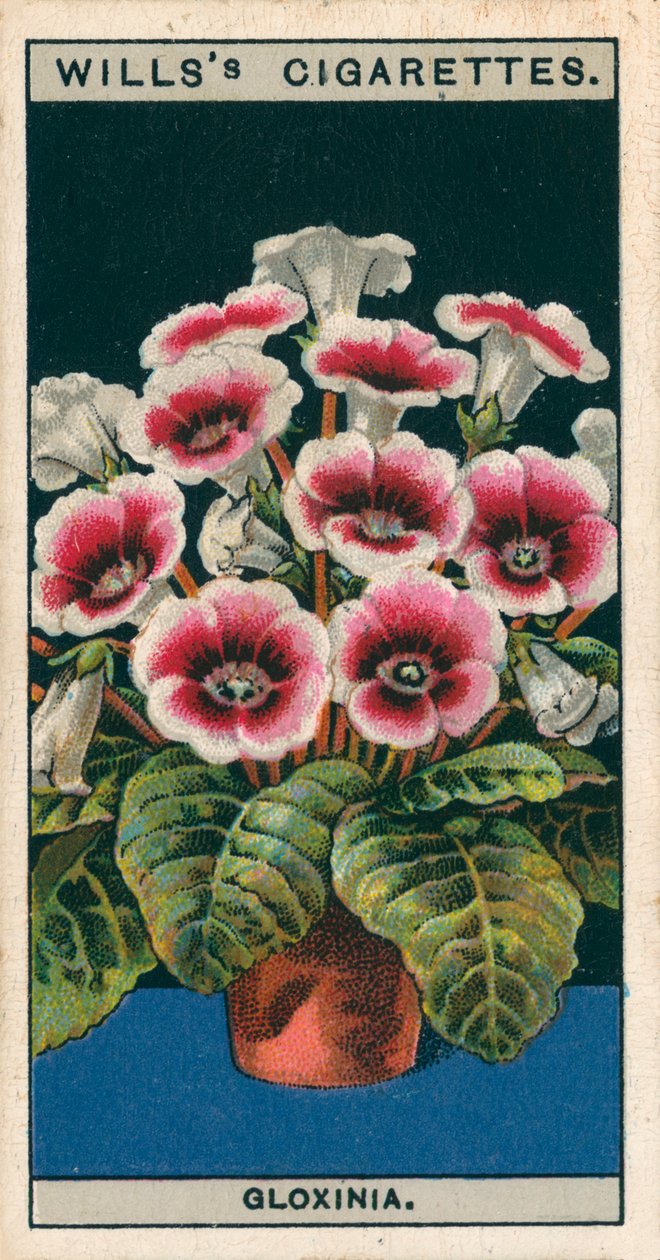 Floricultura em vaso: Gloxínia (cromolito) de English School