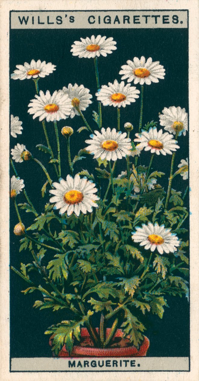 Floricultura em vaso: Margarida (cromolitho) de English School