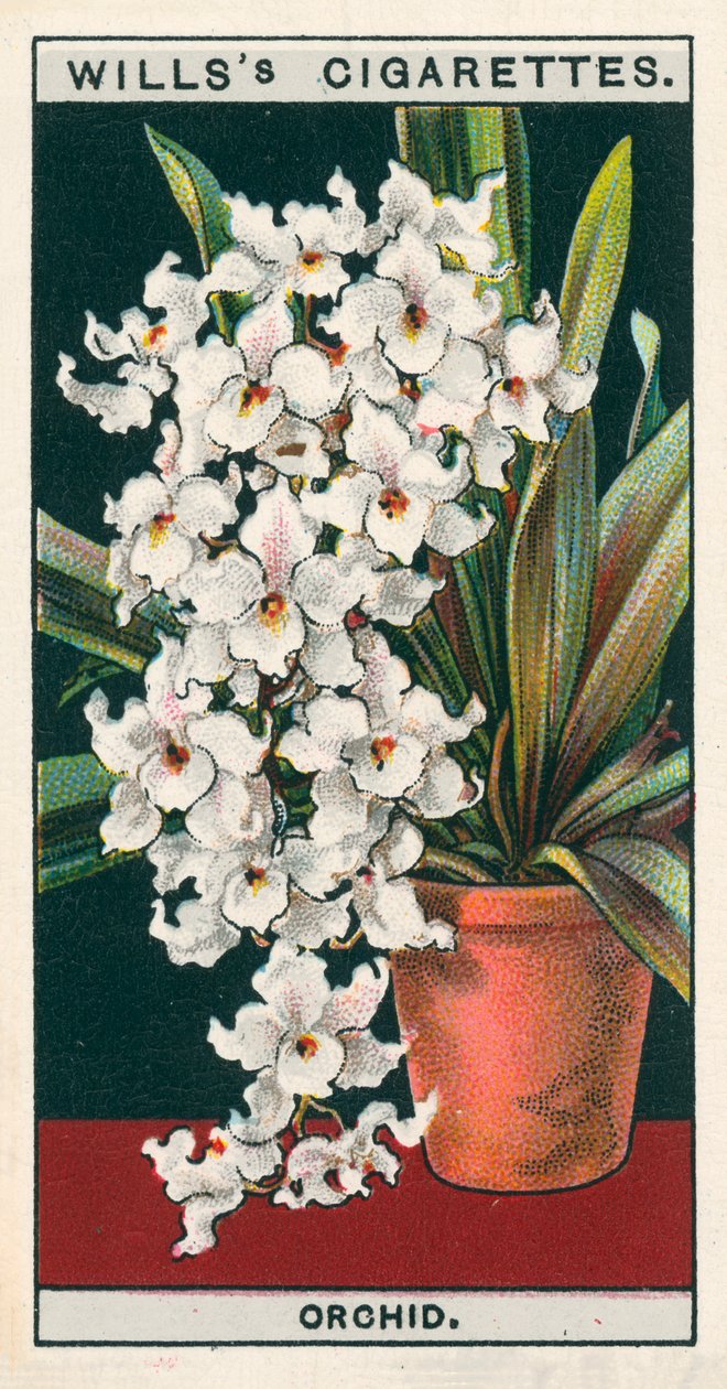 Floricultura em vaso: Orquídea (cromolitho) de English School