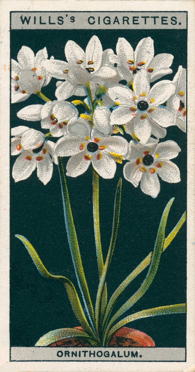 Floricultura em vaso: Ornithogalum (cromolito) de English School