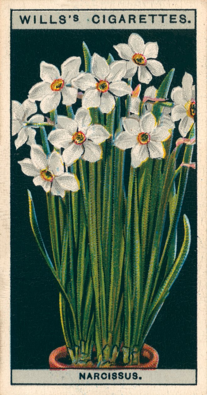 Floricultura em vaso: Narciso do Poeta (cromolitho) de English School