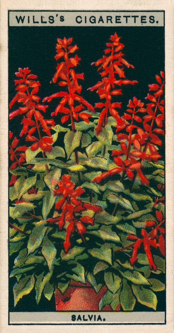 Floricultura em vaso: Sálvia (chromolitho) de English School