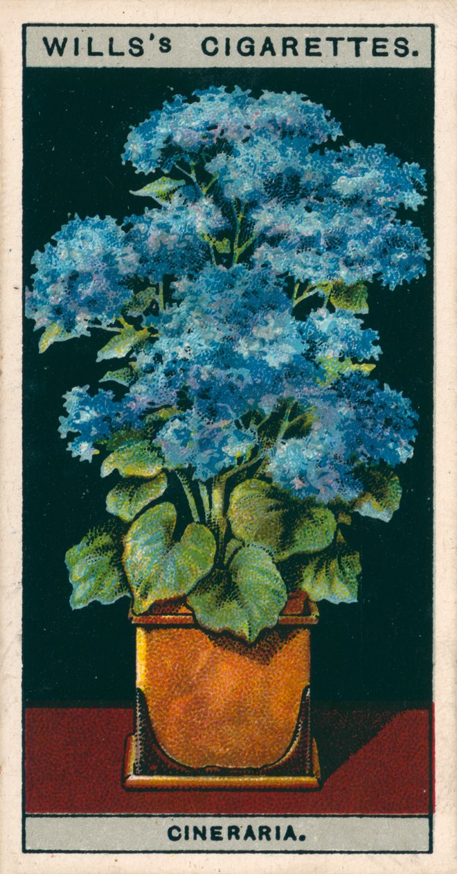 Floricultura em vaso: Cinerária estrela (cromolitho) de English School