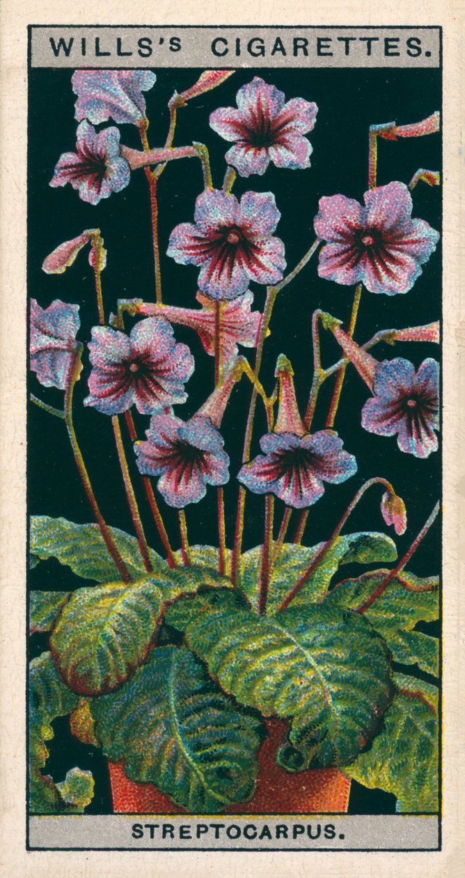 Floricultura em vaso: Streptocarpus ou Prímula do Cabo (cromolitho) de English School