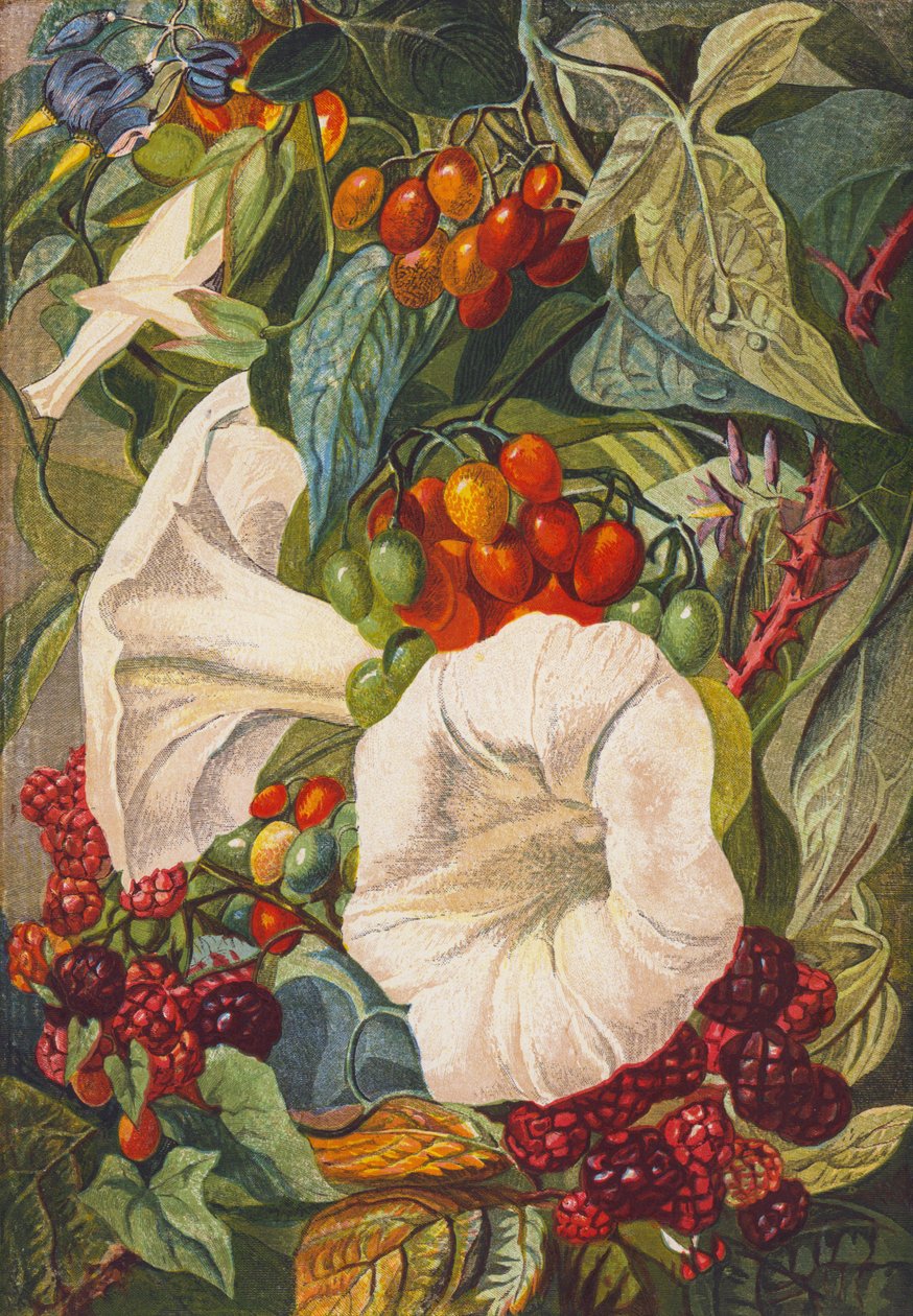 Flores e bagas (litografia a cores) de English School