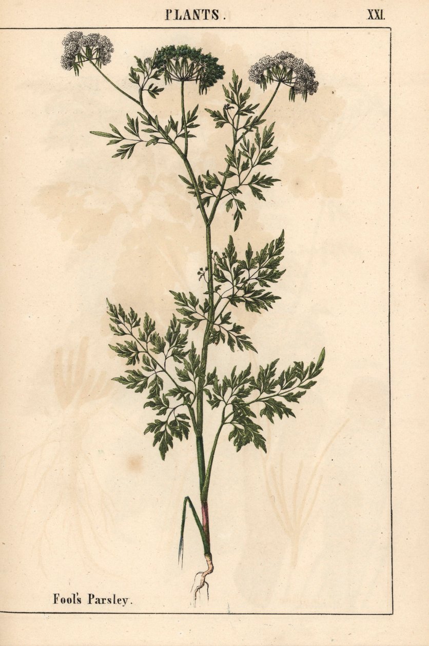 Salsa de tolo Aethusa cynapium   , de "The Instructive Picturebook, or Lessons from the Vegetable World", [Charlotte Mary Yonge], Edimburgo de English School