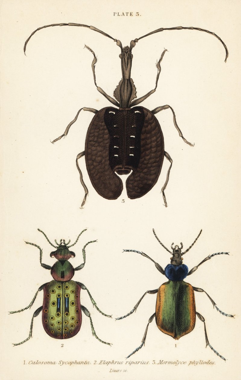 Caçador de lagartas da floresta, Calosoma sycophanta 1, besouro terrestre, Elaphrus riparius 2, e besouro do violino, Mormolyce phyllodes 3 de English School