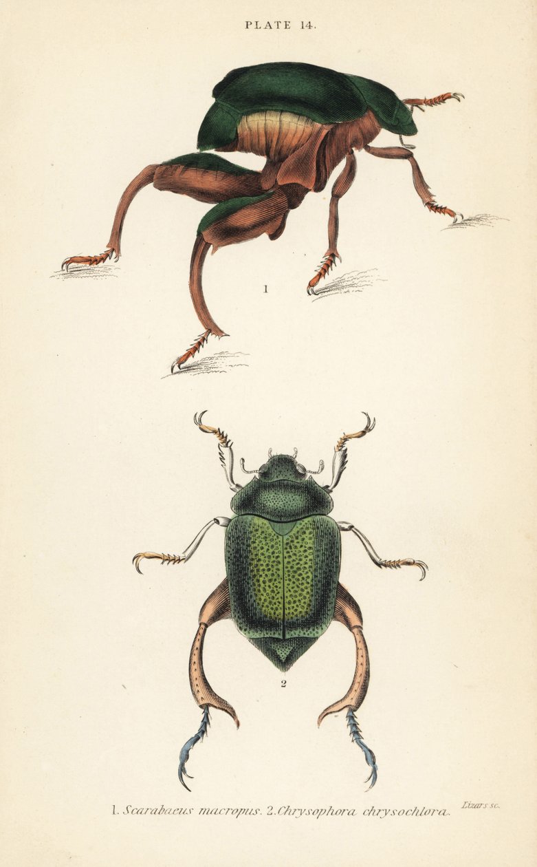 Escaravelho de pernas de rã ou besouro canguru, Sagra papuana 1, e besouro de folhas brilhantes, Chrysophora chrysochlora 2 de English School