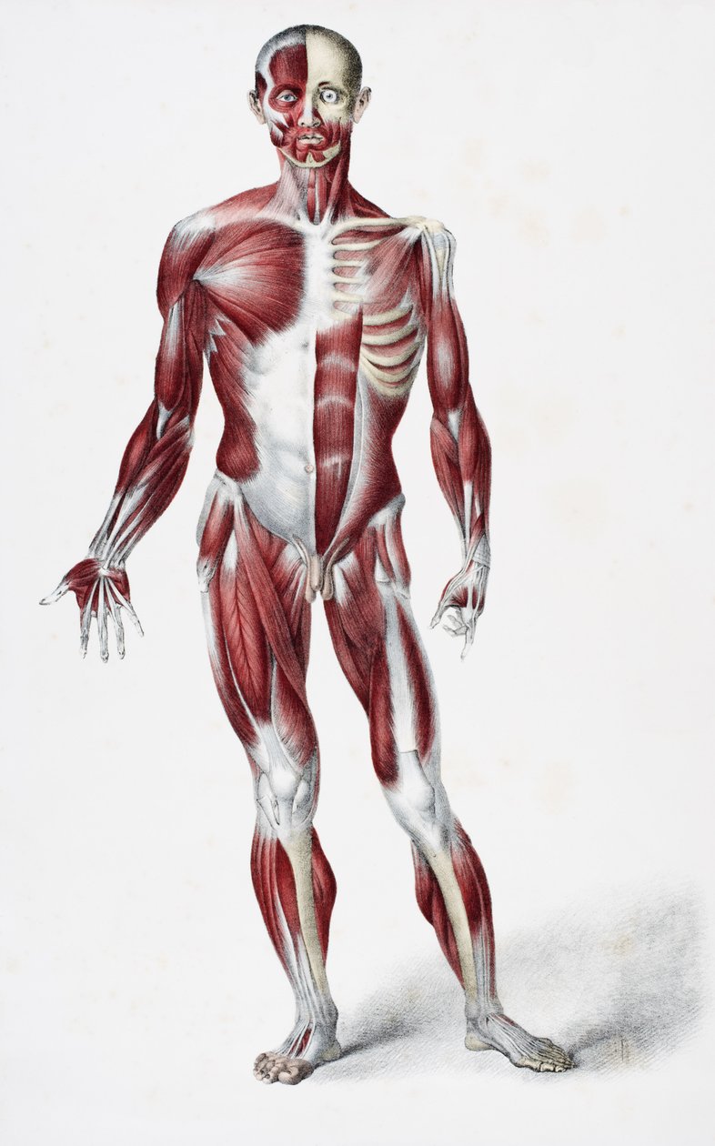 Frente do corpo humano masculino mostrando músculos tendões e ossos, de Os vasos do corpo humano, editado por Jones Quain e William Wilson, publicado por Taylor e Watson, Londres em 1837 (litro de cor de English School