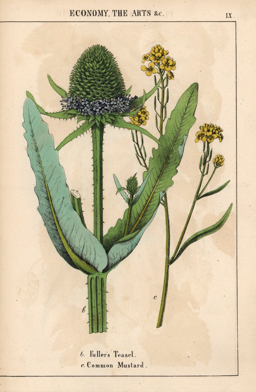 O teasel ou cardo Fuller e mostarda comum com flores amarelas , do "The Instructive Picturebook, or Lessons from the Vegetable World," [Charlotte Mary Yonge], Edimburgo de English School