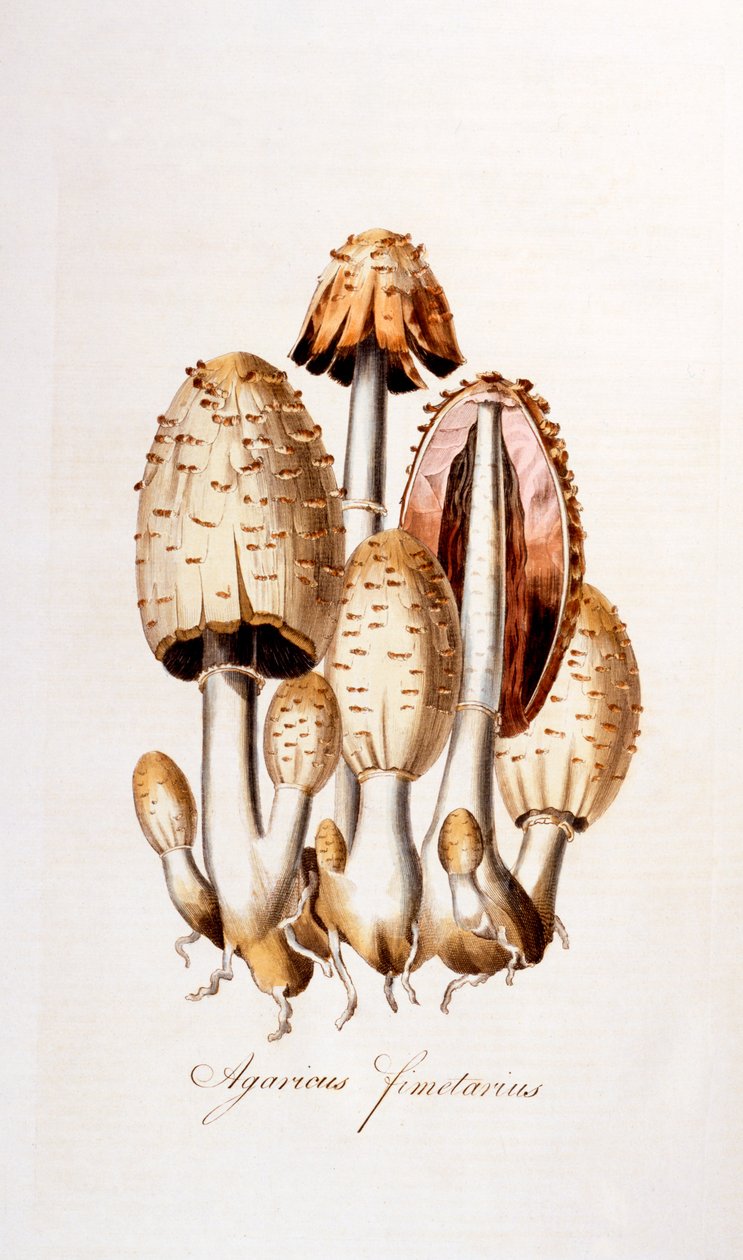 Fungos: Agaricus fimelarius, ilustração de Flora Londiniensis [Flores de Londres] de William Curtis, publicada em 1777-98 (gravura colorida) de English School