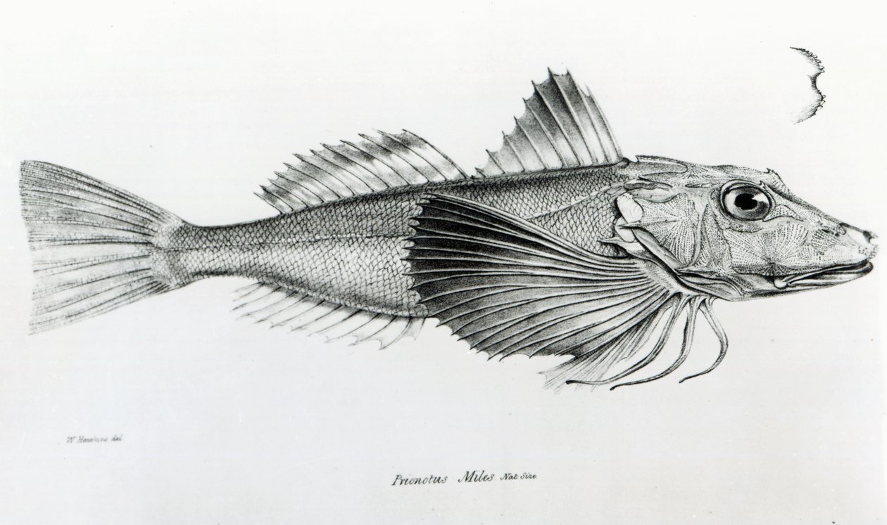 Gurnardo de Galápagos, prato 6 de &39;A zoologia da viagem de HMS Beagle, 1832-36&39; por Charles Darwin de English School
