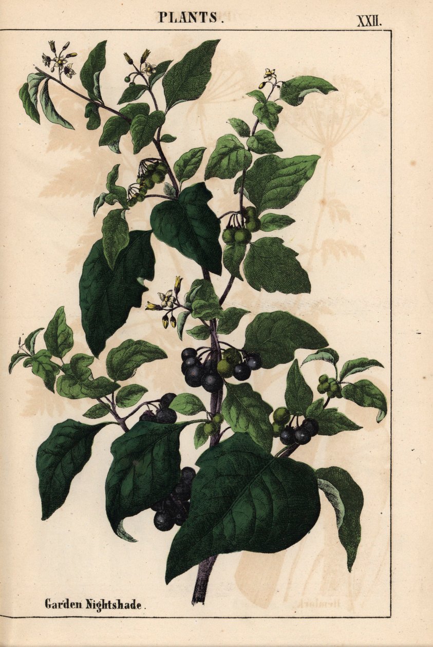 Jardim ou nightshade preto com bagas pretas Solanum nigrum   , de "The Instructive Picturebook, or Lessons from the Vegetable World," [Charlotte Mary Yonge], Edimburgo de English School