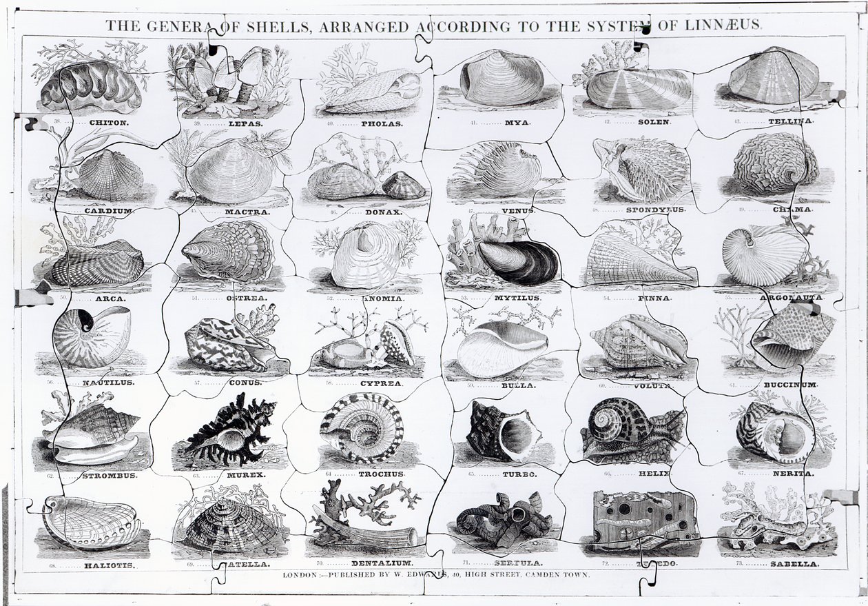Gêneros de Jigsaw conchas, pub. de W. Edwards de English School