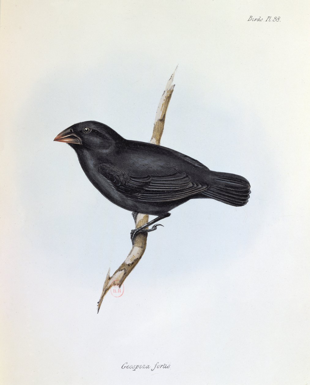 Geospiza Fortis, ilustração de A Zoologia da Viagem do HMS Beagle, 1832-36, por Charles Darwin (1809-92), 1840 de English School