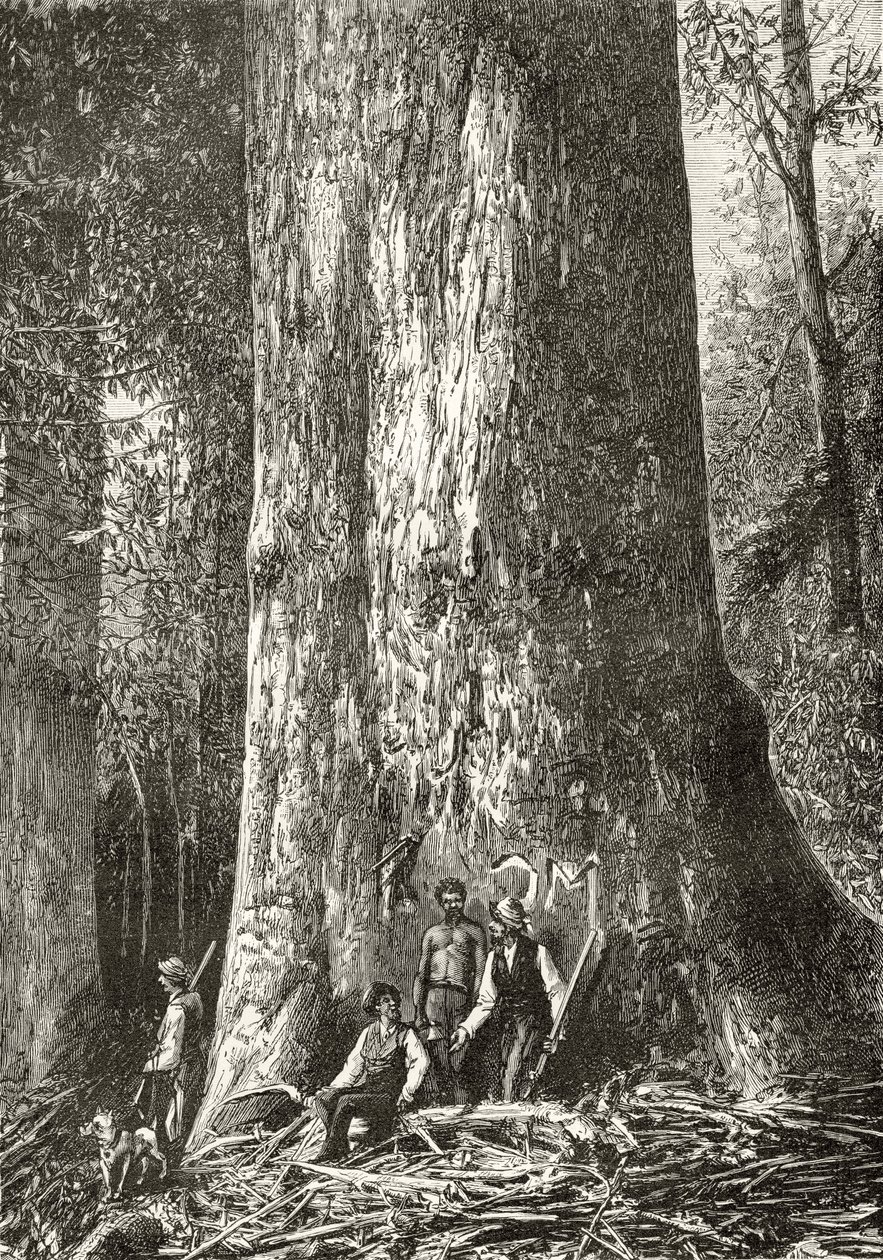 Gum Gum Tree, c.1880, de &39;Australian Pictures&39;, de Howard Willoughby, publicado pela Religious Tract Society, Londres, 1886 de English School