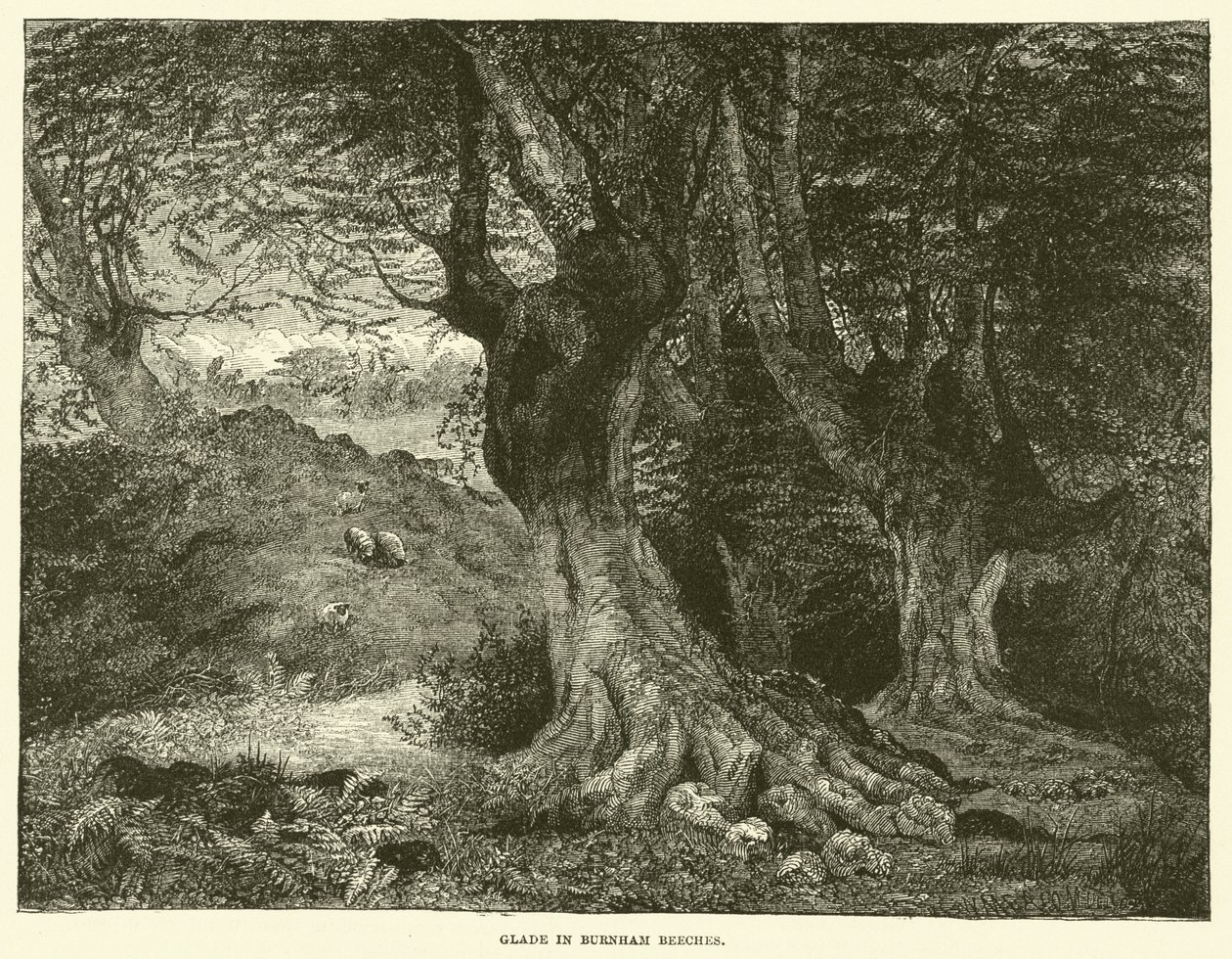 Clareira em Burnham Beeches (gravura) de English School