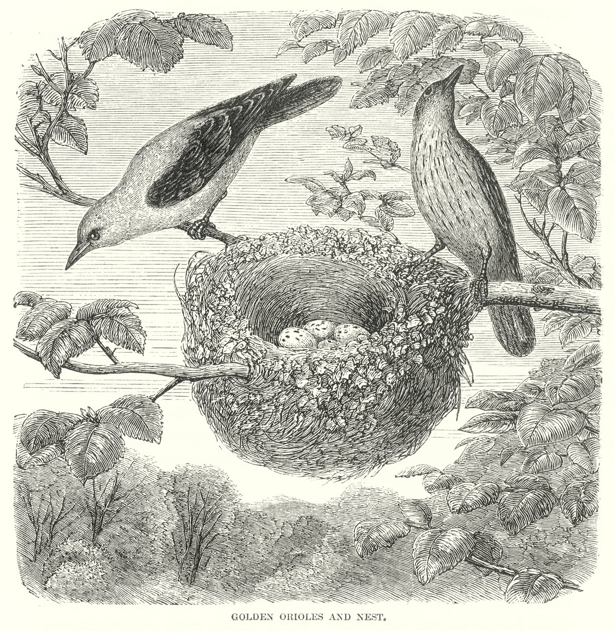 Orioles dourados (gravura) de English School