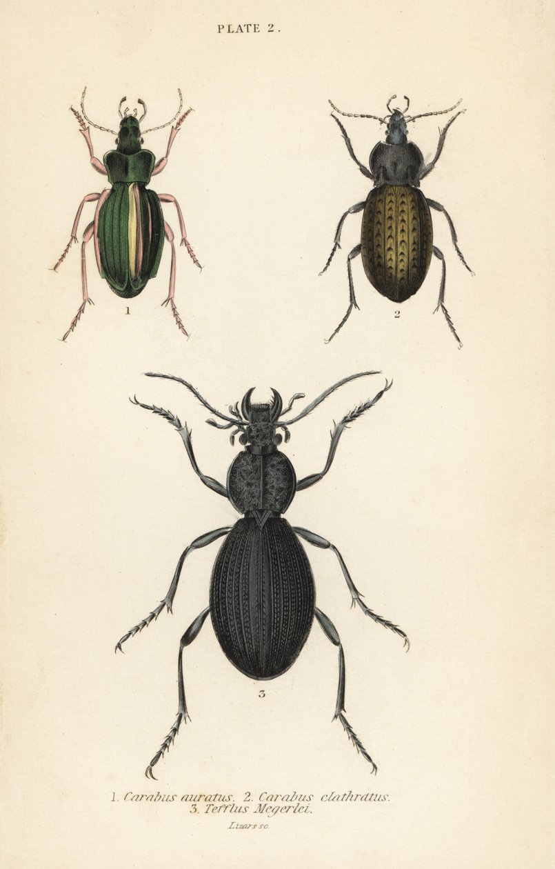 Escaravelho terrestre dourado, Carabus auratus 1, besouro terrestre, Carabus clathratus 2, e besouro terrestre preto grande, Tefflus megerlei de English School