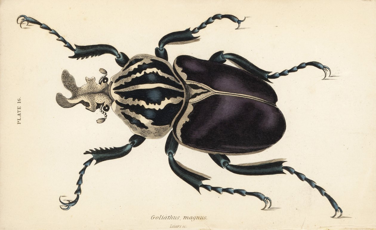 Goliath beetle, Goliathus goliatus (Goliathus magnus) de English School