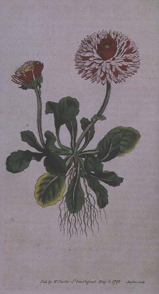 Great Double Daisy (Bellis perennis var. major flore pleno), placa 228 da 