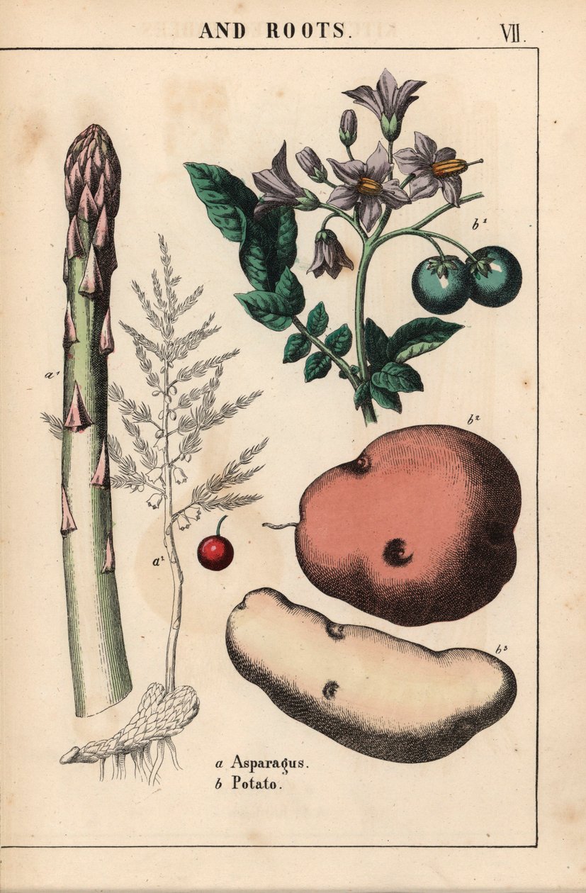 Espargos verdes e batata , de "The Instructive Picturebook, or Lessons from the Vegetable World," [Charlotte Mary Yonge], Edimburgo de English School