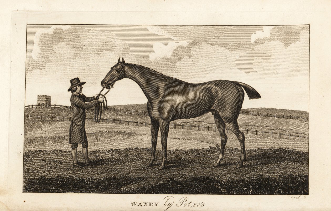 Noivo com cavalo de corrida puro-sangue Waxey da Pot80