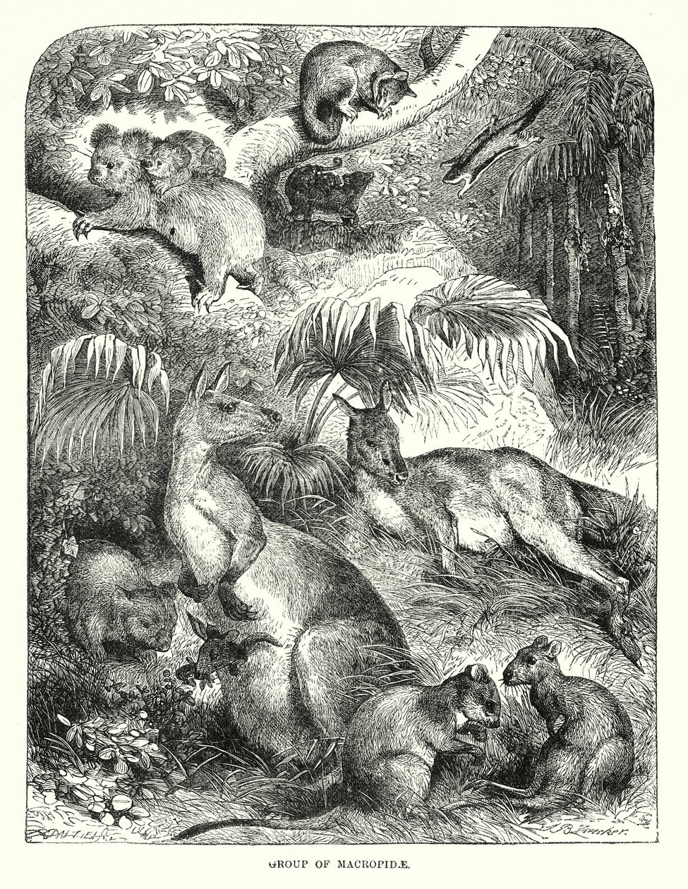 Grupo de Macropides (gravura) de English School