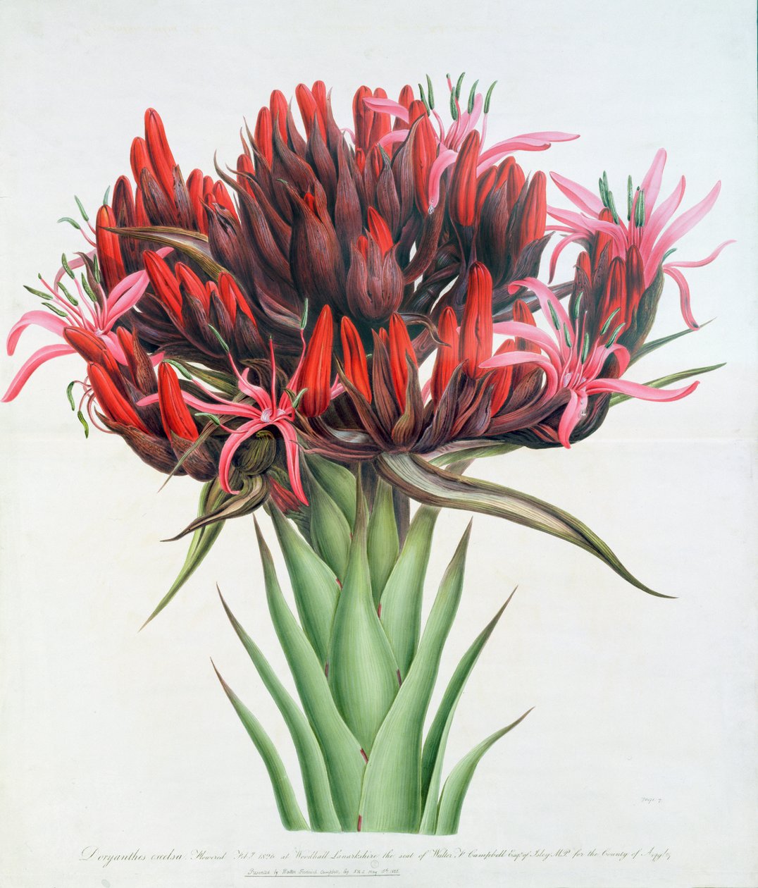 Gymea Lily, 1826 (wc no papel) de English School