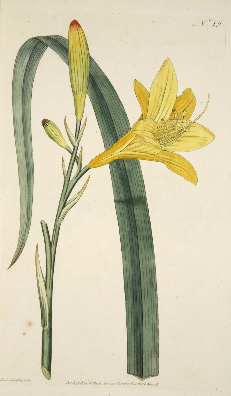 Hemerocallis Flava (lírio de dia amarelo) do Magzaine botânico ou do jardim de flor indicado, bar. 1796 (gravura colorida à mão) de English School