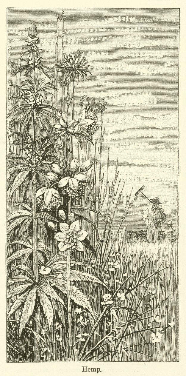 Cânhamo (gravura) de English School