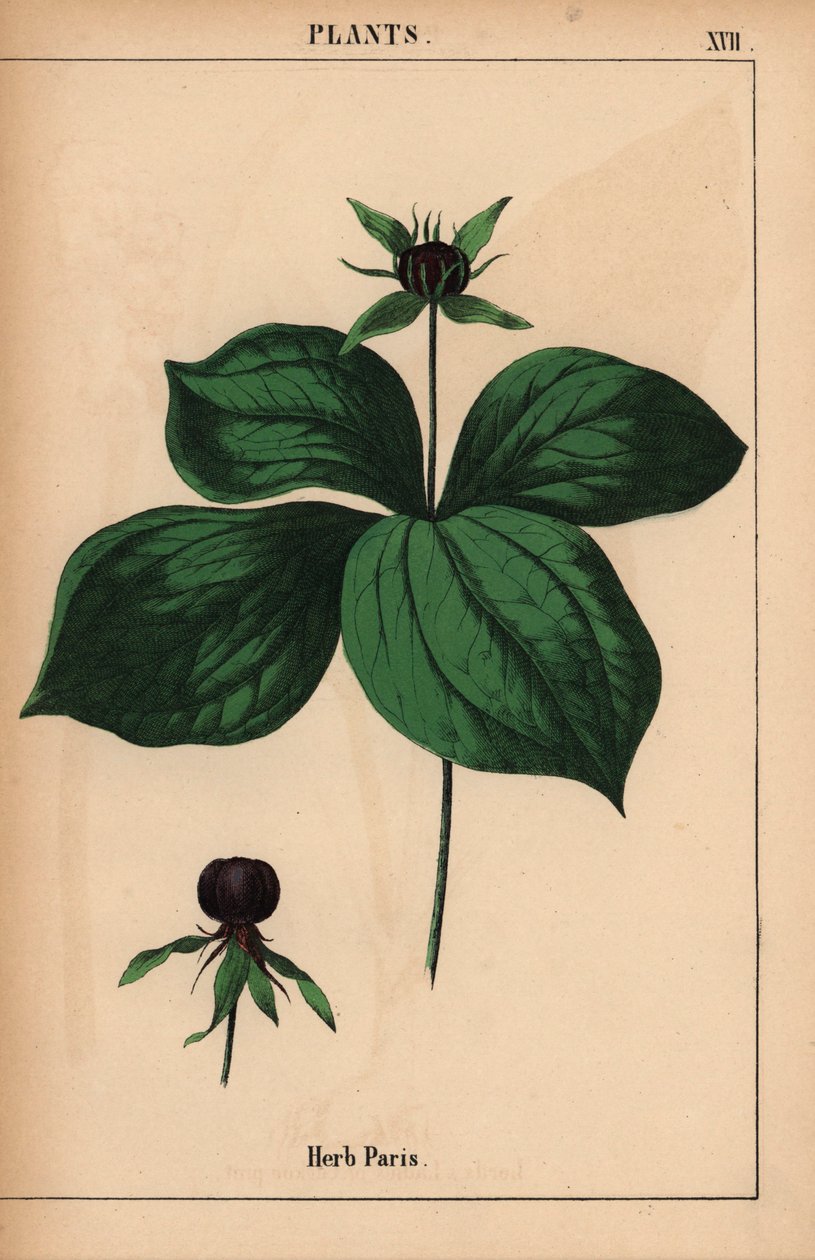 Herb paris , de "The Instructive Picturebook, or Lessons from the Vegetable World," [Charlotte Mary Yonge], Edimburgo de English School