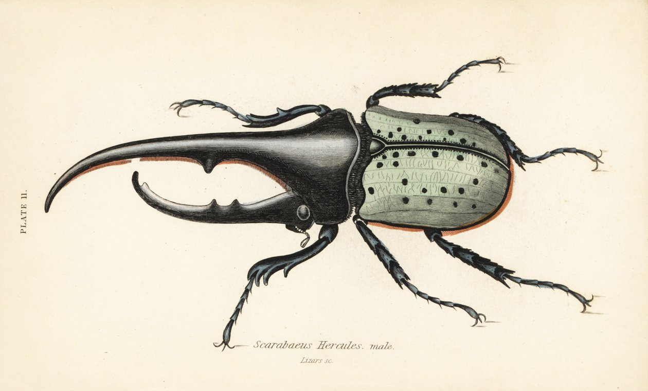 Escaravelho Hércules, macho, hércules Dynastes, hércules Scarabaeus de English School
