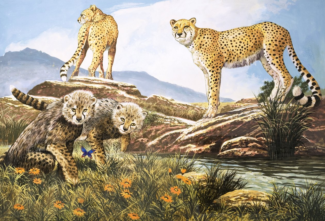 Caçador de alta velocidade, a chita, ilustração de "O país das maravilhas da natureza" (guache sobre papel) de English School