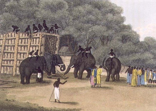 Hindoo Elephant Trap, pub. por Edward Orme de English School